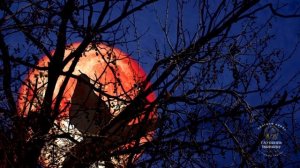 Чудесные звуки ночного леса и пения соловья.