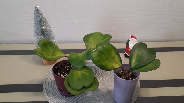 / ТОП- вариегатные хойи в нашей коллекции/ ??♀️ смотреть онлайн