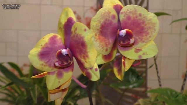 Фаленопсис Феникс/Phoenix. ? Первое долгожданное цветение ? смотреть онлайн