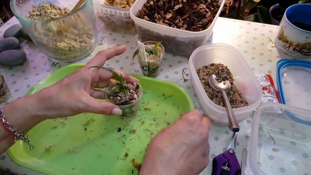 Как ПОСАДИТЬ ОРХИДЕИ ИЗ ФЛАСКИ | из МХА в ГРУНТ смотреть онлайн