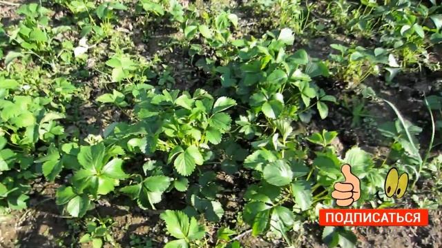 Клубника из СССР. Сорт клубники Виктория. Обзор 40-летнего сорта клубники из СССР. смотреть онлайн