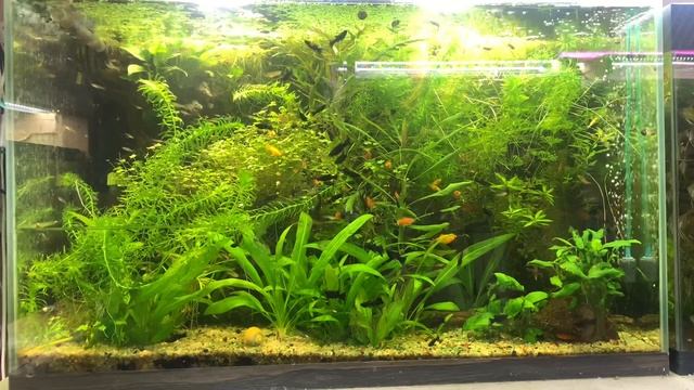 Основные болячки живородящих рыбок и как их лечить и выявлять ? смотреть онлайн