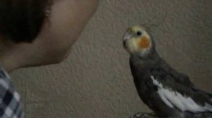 Карела рычит