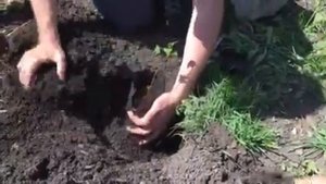 Высадка саженца Гинкго Билоба из контейнера