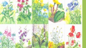 Логопедическое занятие. Лексическая тема "Полевые цветы"