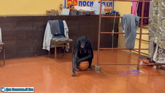 НЕСКУЧНО НАМ ЖИВЁТСЯ с ШИМПАНЗЕ! Обезьяна дурачится и отвлекает от тренировки