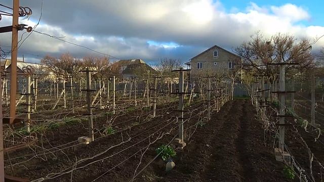 Виноградные почки тронулись в рост смотреть онлайн