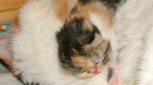 Ziakatz Monet and TJ have done it again. 4 Lovely Exotic Shorthaired Babies are 3 days old.