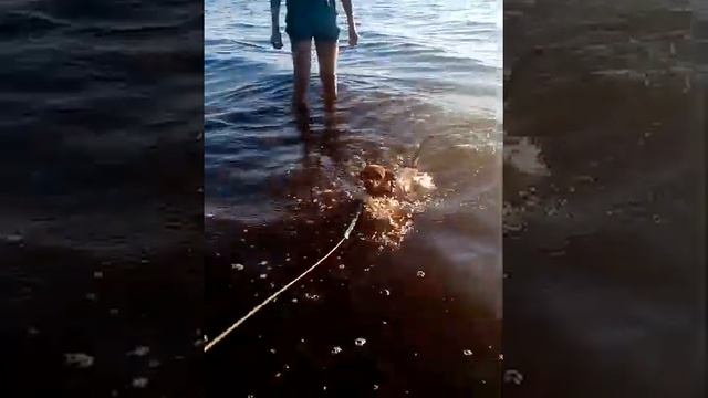 Теодор Рузвельт изучает жесткость воды в реке Волге смотреть онлайн