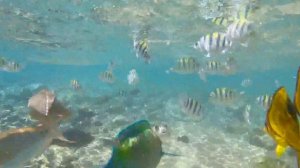 Голодные рыбы Красного моря Шарм Эль Шейх осень 2014