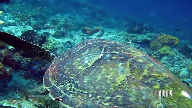 Diving KOMODO - ``FUNDIVING``Liveaboard trip 2012 смотреть онлайн