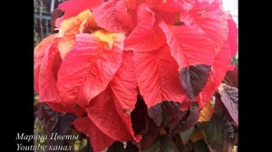 АМАРАНТ В САДУ - ПЛАМЯ ЭМОЦИЙ !!!