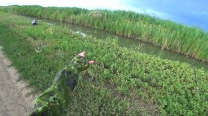 рыбалка на закидушки. рыбалка на маныче, веселовское водохранилище. сазан на закидушки.