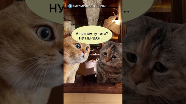 Не могу жениться #мыкотики #вмем #разговор #анекдот #шутки #кот #юмор #смешное #прикольно #мемы #cat