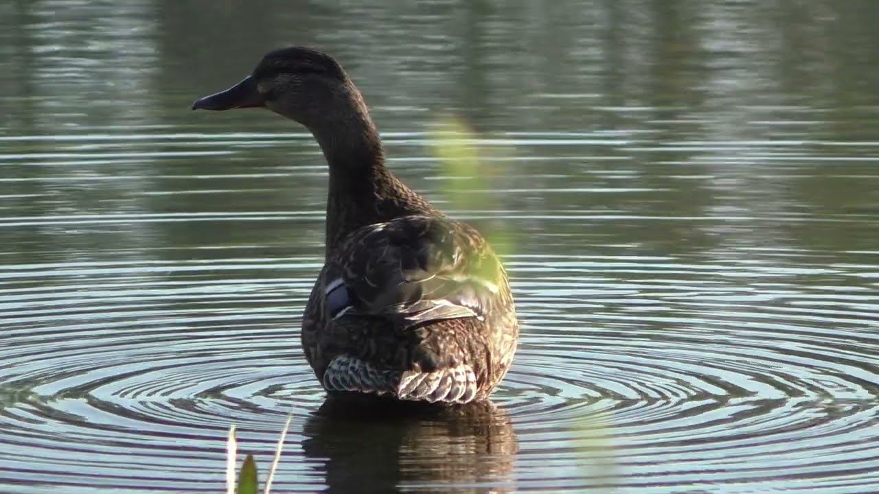 Подсадные утки. Закрытие сезона 30.04.24 смотреть онлайн