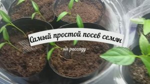 Посев семян без заморочек