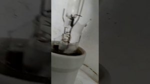 Борьба с древесным грибом с помощью ДРЛ лампы.