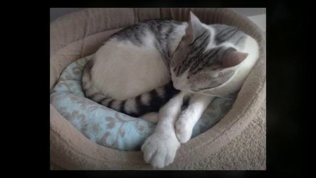 ТОП 10 кошек после укуса пчелы или осы смотреть онлайн