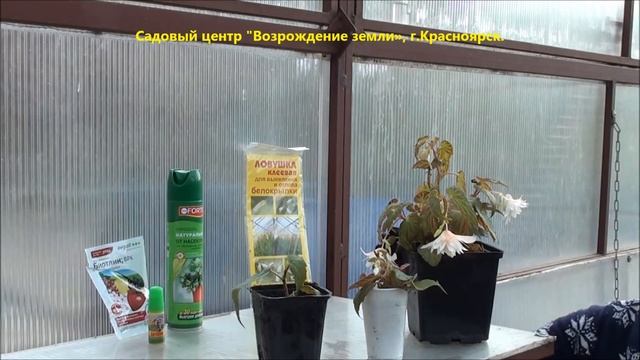 Как сохранить корневую бегонию?