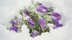 Футаж. Цветы на снегу 27 Footage. Flowers in the snow 27