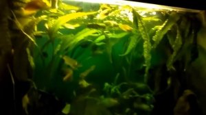 Нерест гурами в общем аквариуме!