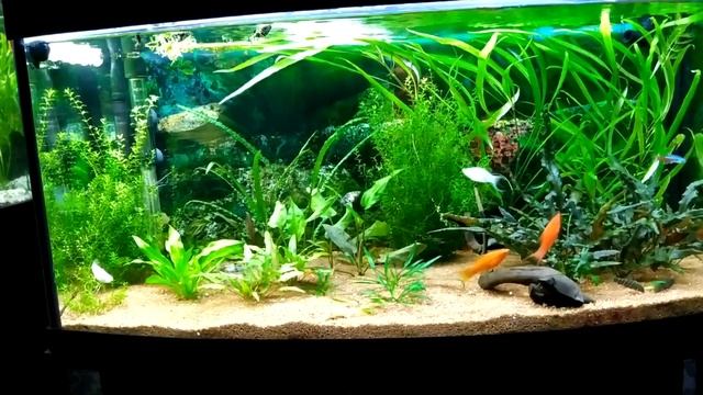 Ремонт закончился не без потерь. Аквариум с трудом, но справился. смотреть онлайн