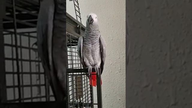 Мазалишь?! Чижик пыжик где ты ГАМУР? смотреть онлайн