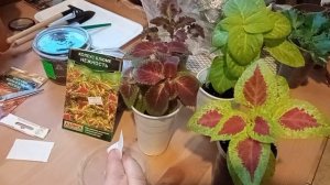 Сеем колеусы. Когда и как производить посев.