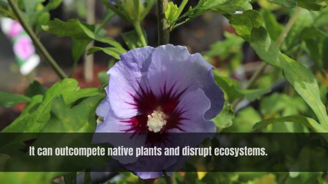Marina | Rose of Sharon | Hibiscus Syriacus смотреть онлайн