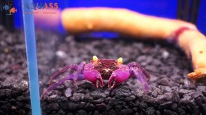 ?Aquass - Краб вампир (geosesarma sp. vampire)