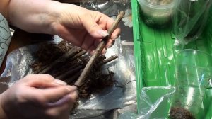 Проращивание черенков гортензии во мху сфагнум !!! Результат через 10 дней !!!