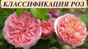 РОЗЫ. От Старинных до Канадских. Характерные особенности. КЛАССИФИКАЦИЯ РОЗ. ДАЧНЫЙ КРЕАТИВ.
