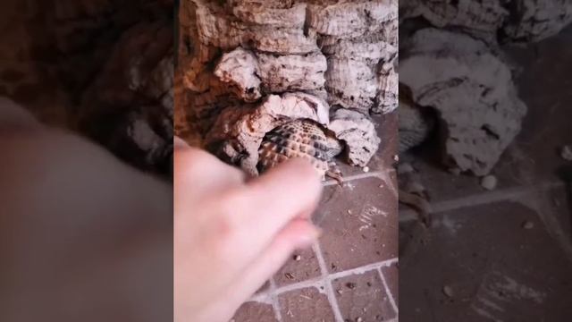Шипохвост