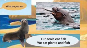 Meet the Animals 50: Fur Seal