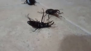 Нашествие жуков-оленей !!!(2)