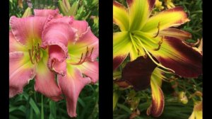 CT Daylily 2015 by Ellen Hoverkamp