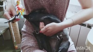 Как подстричь кошке когти и остаться в живых