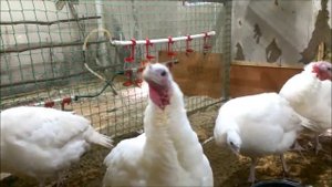 Чем не нужно обшивать курятник