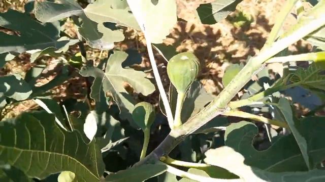 Гибрид Кадоты. После суровой зимы без укрытия. Kadota Hybrid fig. смотреть онлайн