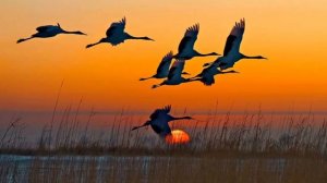 Журавли. Марк Бернс