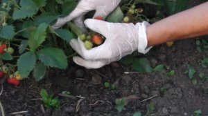 КЛУБНИКА ДИВНАЯ  , УРОЖАЙНОСТЬ ОДНОГО КУСТА ЗЕМЛЯНИКИ  ДИВНАЯ