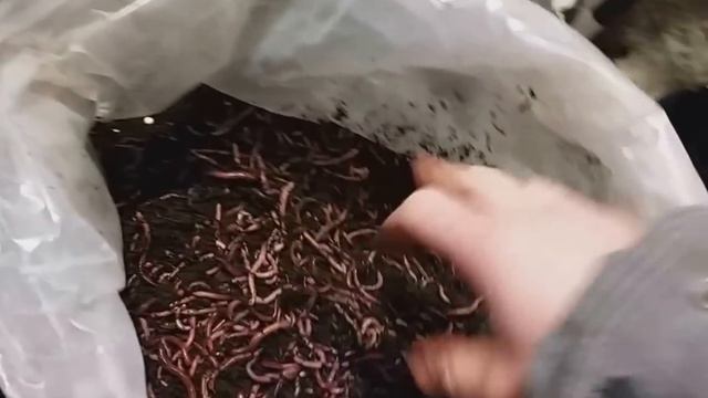 #экочервь Разведение червей в мешках. Дендробена венета. Дождевые черви. Вермикомпост.Биогумус
