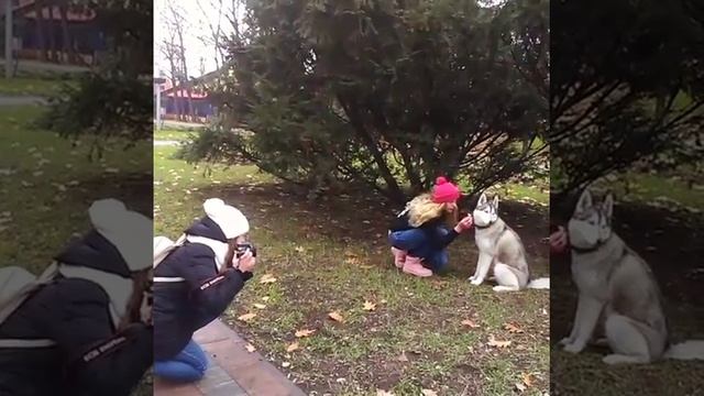 Фотосессия с хаски. Киев