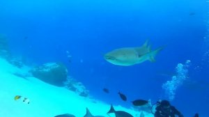 Thinadhoo, Maldives, diving with sharks ???. Мальдивы, дайвинг с акулами. остров Тинаду.