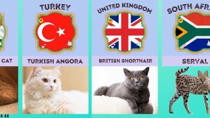 Породы кошек из разных стран