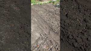 Как посадить картофель для раннего урожая на Алтае