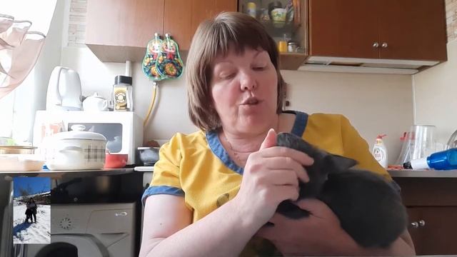 Кошка породы метис Мейнкуна/Наша Мася.
