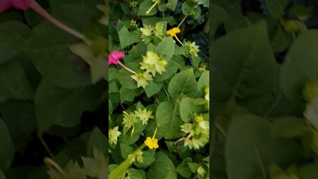 Pink in yellow 4'o clock plant (Mirabilis jalapa)