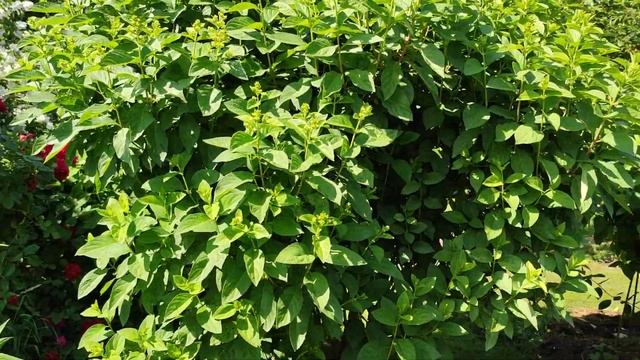 В саду роз. Прогулка по саду. Делюсь красотой. смотреть онлайн