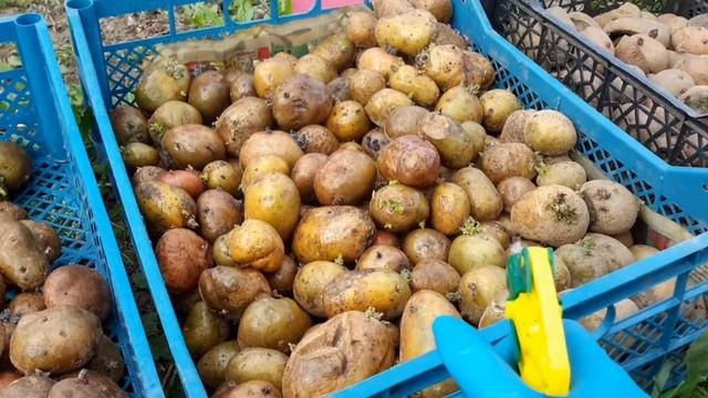 Обработка и посадка картофеля картофелесажалкой. Неудачный опыт....
